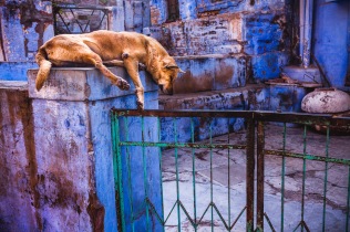 Guard dog in the blue. Jodhpur, India, 2014.